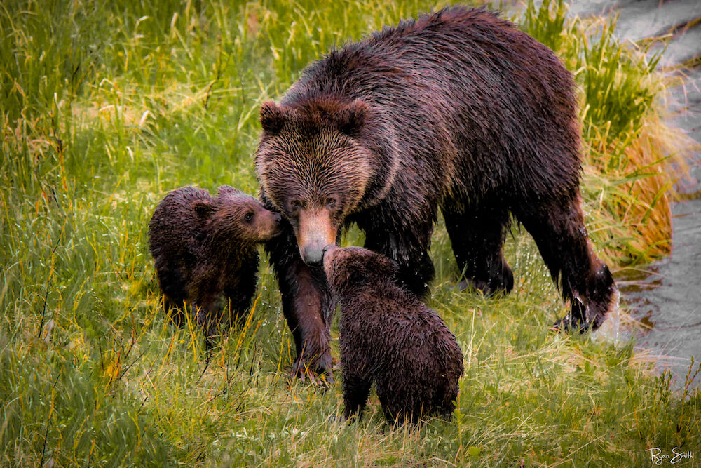Bearly Wet