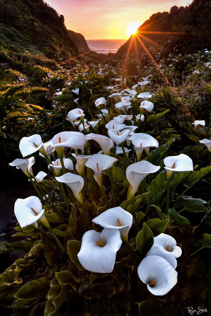 Coastal Elegance: Calla Lilies of Big Sur - Big Sur California