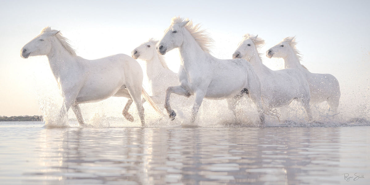 Chasing Light – Spirit of Camargue