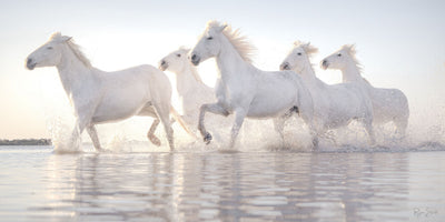 Chasing Light – Spirit of Camargue