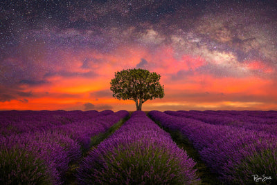 Field of Dreams