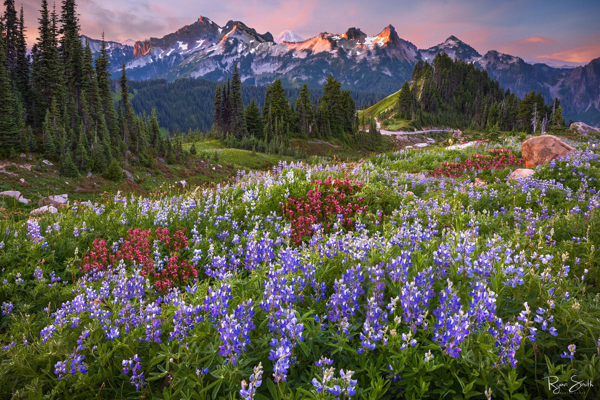 Lupine Meadows - Mt Rainier National Park, Washington