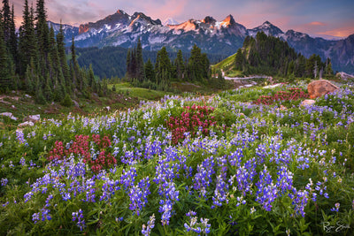 Lupine Meadows - Mt Rainier National Park, Washington