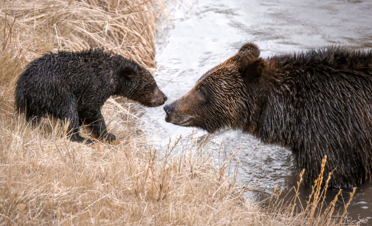 Bearly Assured - Grizzly Bear Crossing