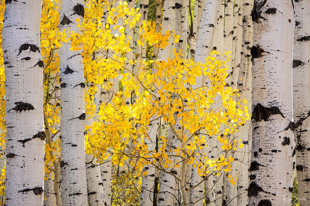 Sunkissed - Ridgway, CO