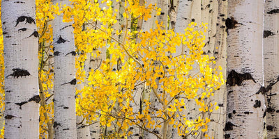 Sunkissed Pano - Ridgway, CO