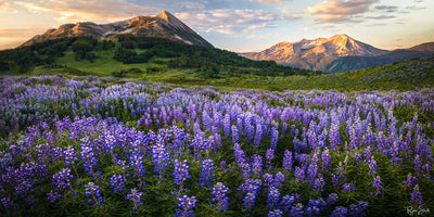 Summer Breeze - Crested Butte Colorado