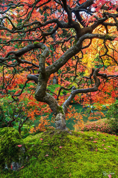 Japanese Maple Flame - Portland, Oregon